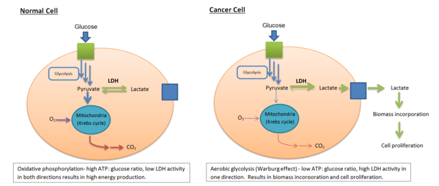 How the Warburg Effect leads to cancerous cell proliferation. Image: Bcndoye [CC BY-SA 3.0], via Wikimedia Commons